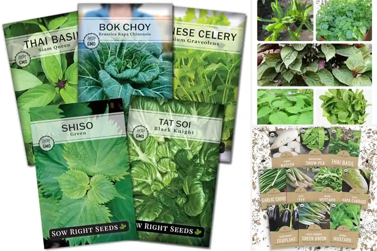 Detailed view of Best Asian Herb Seeds: 10 Flavorful Picks for Your Garden