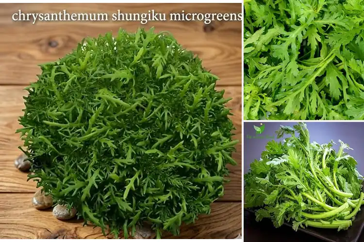 Detailed view of Best Cải Cúc Seeds for Vibrant, Flavorful Garden Growth