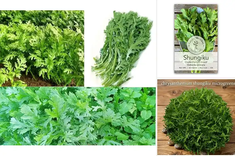 Detailed view of Best Edible Chrysanthemum Seeds