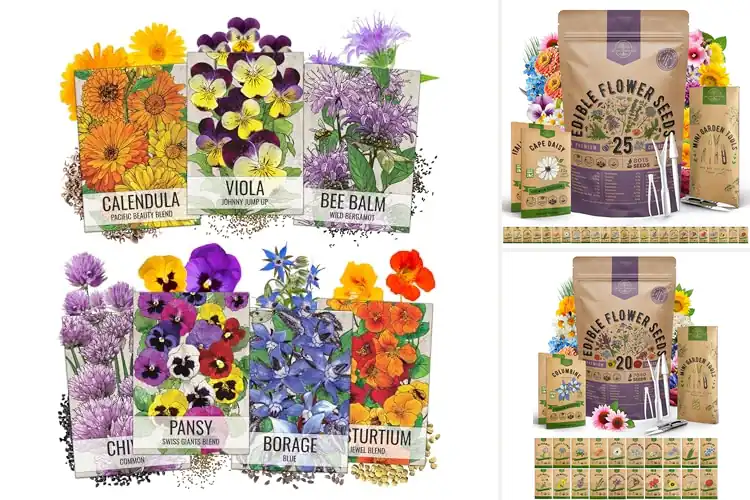 Detailed view of Best Edible Flower Seeds to Grow for Flavor & Beauty