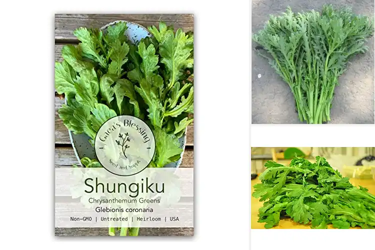 Detailed view of Best Organic Chrysanthemum Greens Seeds
