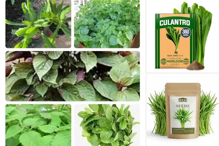 Detailed view of Best Vietnamese Herb Seeds Grow Fresh Herbs Easily