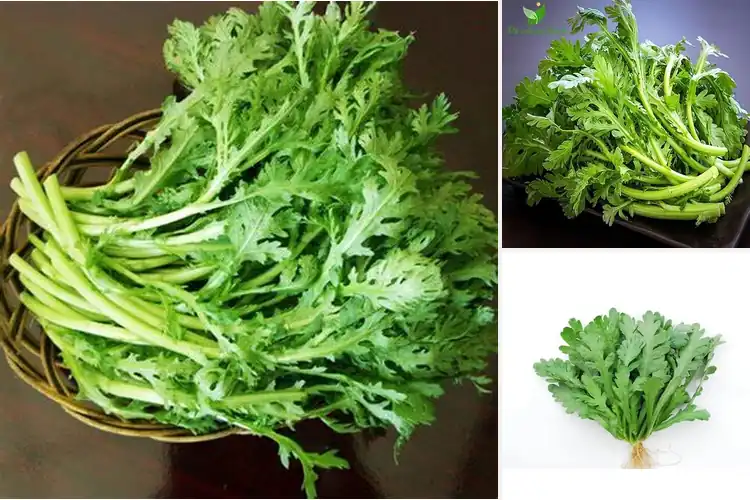 Detailed view of Best Vietnamese Rau Tan O Seeds for Fresh Home Growing