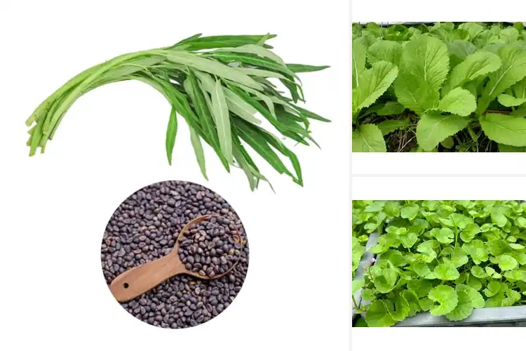 Detailed view of Best Vietnamese Vegetable Seeds for Flavorful Home Harvests